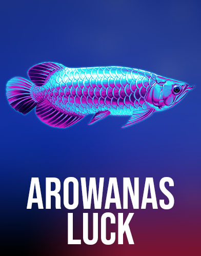 Arowanas Luck